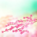 Cherry Blossom Tree Branch Royalty Free Stock Photo