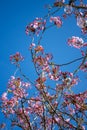 Cherry blossom tree branches against blue sky.. Royalty Free Stock Photo