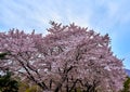 A cherry blossom tree  displaying abundant flowers of lovely pink Royalty Free Stock Photo