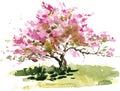 Cherry blossom tree Royalty Free Stock Photo