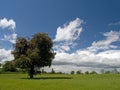 Cherry blossom tree field Royalty Free Stock Photo