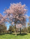 Cherry blossom tree flowers blooming in late spring Royalty Free Stock Photo