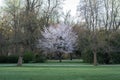 Cherry Blossom Tree in Full Bloom in Spring Park Royalty Free Stock Photo