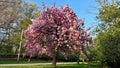 Cherry blossom tree in full bloom during spring in a park Royalty Free Stock Photo