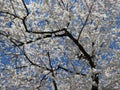 Cherry Blossom Tree in Full Bloom in Spring Royalty Free Stock Photo