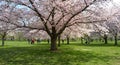 A cherry blossom tree in full bloom in spring time Royalty Free Stock Photo