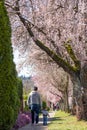 Cherry blossom tree full bloom in Vancouver City, Canada. Royalty Free Stock Photo