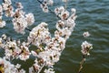 Cherry Blossom tree in full bloom with water from the Tidal Basin in background in Washington DC Royalty Free Stock Photo