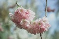 Sakura Cherry Blossom in spring