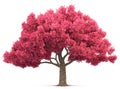 Cherry blossom tree isolated Royalty Free Stock Photo