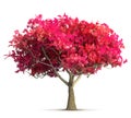 Cherry blossom tree isolated 3D illustration