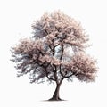 Cherry Blossom Tree Isolated. Illustration Generative AI Royalty Free Stock Photo