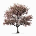 Cherry Blossom Tree Isolated. Illustration Generative AI Royalty Free Stock Photo