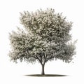 Cherry Blossom Tree Isolated. Illustration Generative AI Royalty Free Stock Photo