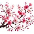 cherry blossom tree isolated on white background with clipping path. Royalty Free Stock Photo