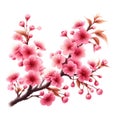 cherry blossom tree isolated on white background with clipping path. Royalty Free Stock Photo