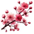 cherry blossom tree isolated on white background with clipping path. Royalty Free Stock Photo