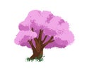 Cherry blossom tree. Japanese plant, sakura blooms on branches, trunk. Blooming flowers. Japan spring sacura, gorgeous