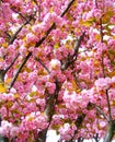 Cherry blossom tree in London