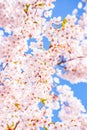 Cherry blossom tree detail, pink and blue background