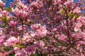 Cherry Blossom tree makro shot with colorful rose.