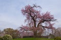 Cherry blossom tree in Maruyama Park in Gion, Kyoto Royalty Free Stock Photo