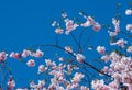 Cherry Blossom Tree