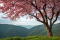 Cherry blossom tree in the morning on the background of the mountains