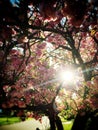 Cherry Blossom Tree Royalty Free Stock Photo