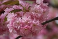 Closeup photo with pink cherry blossom - photo made early spring in the park in Paris, France