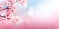 Pink cherry blossom tree on a pink and blue sky background. Copy space Royalty Free Stock Photo