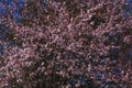 Cherry blossom tree with pink and red flowers on blue sky background. Royalty Free Stock Photo