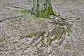 Cherry blossom tree roots, Maizuru Park, Fukuoka city, Japan. Royalty Free Stock Photo