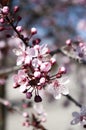 Cherry blossom tree. Sakura blooming time. Botanical backgrround