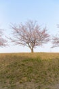 Cherry Blossom tree at Shibata,Niigata