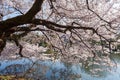 Cherry-blossom tree in Shinjuku Gyoen,Tokyo