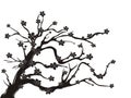 Cherry blossom tree silhouette