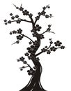 Cherry blossom tree silhouette Royalty Free Stock Photo