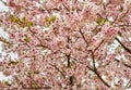 Cherry Blossom Tree