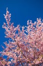 Cherry Blossom Tree