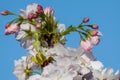 Cherry blossom tree spring time Royalty Free Stock Photo