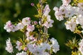 Cherry blossom tree spring time Royalty Free Stock Photo