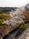 Cherry blossom tree on stone wall, Kyoto, Japan