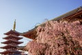 Three symbols of Japan, Cherry Blossom tree, Temple and Progoda