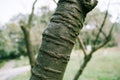 Cherry blossom tree trunk, bark Royalty Free Stock Photo