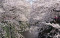 Cherry blossom tree tunnel in full bloom on river background Royalty Free Stock Photo