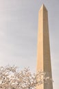 Cherry Blossoms and Washington Monument Royalty Free Stock Photo