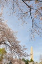 Cherry Blossoms and Washington Monument Royalty Free Stock Photo