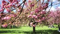 Cherry blossom trees with beautiful pink flowers on a sunny spring day in Parc de Sceaux near Paris, France.