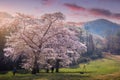 cherry blossom trees in bloom around Yongbi Lake in Seosan, South Korea Royalty Free Stock Photo